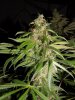 gdppbc-blueberry 023.JPG