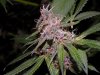 gdppbc-blueberry 032.JPG