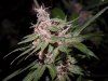 gdppbc-blueberry 033.JPG