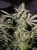 gdppbc-blueberry 035.JPG