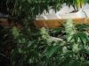 Agent Orange Hydro 2.jpg