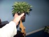 cannabis.jpg