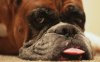 Animals-Dogs-Boxer-Dog-900x1440.jpg