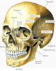 human anatomy of head and neck.jpg