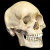 human-skull1.jpg