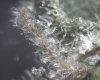 yeti trichomes.jpg