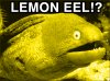 lemoneel.jpg