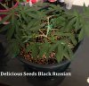 Delicious Seeds Black Russian (2).JPG