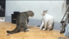 GIF-Cat-fight.gif