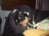whippa's ready for bed.JPG