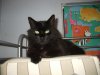 my cat butthead.JPG
