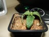 pic6 of the sprout.jpg