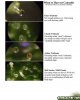 When To Harvest By Trichome Color.jpg