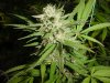 grow pics 003.jpg