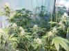 grow pics 015.jpg