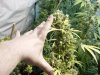 grow pics 014.jpg