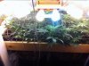 scrog_day55.jpg