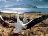 Wandering-Albatross-bird-with-largest-wingspan-1.jpg