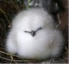 120425-baby-albatross_thumb.jpg