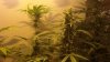 new cfl grow 025.jpg