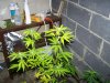Crop_08_09 033.jpg