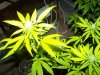 Crop_08_09 042.jpg