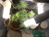 grow journal 183.jpg