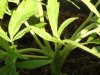 grow journal 189.jpg