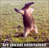 funny-animal-captions-are-you-not-entertained.png