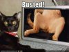 funny_pictures__watching_cat_jpg.jpg