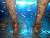 Fish-Foot-Massage.jpg