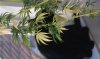 cannabis-plant-being-sniffed-by-ecstatic-black-DSH-cat-6-ANON.jpg