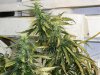 grow pics 008.jpg