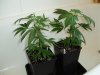 Clones - Day 42 (2).jpg