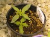 Schwag5 12hr12hr from seed.jpg