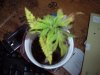 my plants 001.jpg