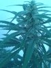 SD3 35days flower frosty.jpg