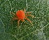 spider mite.jpg