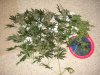 Day 50 Flower Harvest - 1.jpg