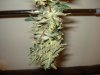 Day 50 Flower Harvest - 3.jpg