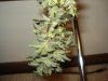 Day 50 Flower Harvest - 4.jpg