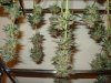 Day 50 Flower Harvest - 5.jpg