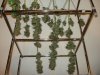 Day 50 Flower Harvest - 6.jpg