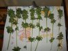 Day 50 Flower Harvest - 7.jpg