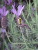 lavender and bees 002.JPG
