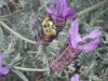 lavender and bees 006.JPG