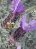 lavender and bees 007.JPG