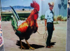 giant_cock_zps07527b3c.png
