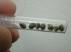 GAxPGSC seeds.jpg