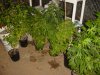 grow pics 070.jpg